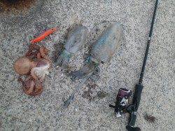 堺・一本松漁港で朝エギング、アオリにタコ