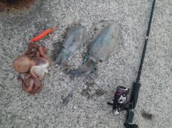 堺・一本松漁港で朝エギング、アオリにタコ