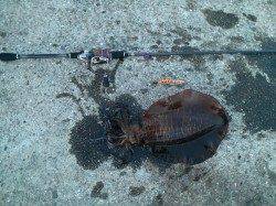 衣奈漁港でエギング、アオリイカのキロアップ↑