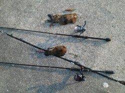 上野漁港　朝マズメから10時迄のエギングでアオリイカ1パイ