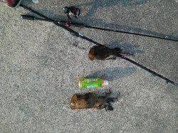 上野漁港　朝マズメから10時迄のエギングでアオリイカ1パイ