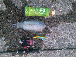 上野漁港　朝マズメ狙いのエギングでアオリイカ＆タコ！