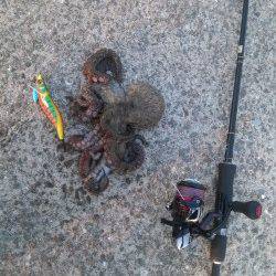 上野漁港　朝マズメ狙いのエギングでアオリイカ＆タコ！