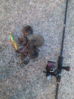 上野漁港　朝マズメ狙いのエギングでアオリイカ＆タコ！