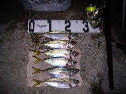 田ノ浦漁港で25cmまでのアジ6匹の釣果