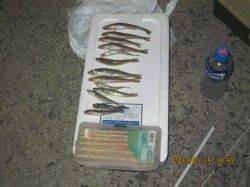 汐見埠頭　親子でちょい投げキス☆　キス10匹＆ハゼ2匹ゲット