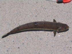 紀ノ川河口　豆アジののませ釣りでエソが2匹