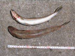 紀ノ川河口　豆アジののませ釣りでエソが2匹