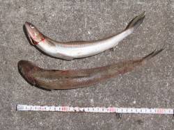 紀ノ川河口　豆アジののませ釣りでエソが2匹…