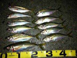 田辺・戎漁港　キャロ遠投のアジングでアジ〜29cm12尾