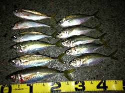 田辺・戎漁港　キャロ遠投のアジングでアジ〜…