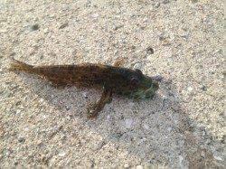 厚浜　メバリングでガシラ＆アナハゼ