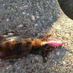 東二見　仕事前のエギングでアオリイカ300g 気持ち良く仕事へ☆