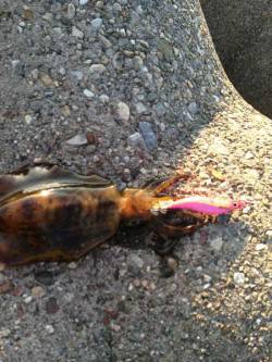 東二見　仕事前のエギングでアオリイカ300…