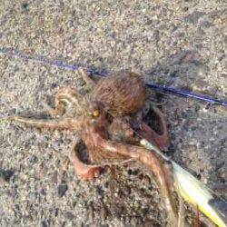 助松埠頭　オクトパッシングでタコ4ハイ！