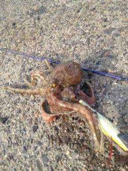 助松埠頭　オクトパッシングでタコ4ハイ！