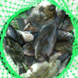 貝塚で流し釣り、グレの釣果☆