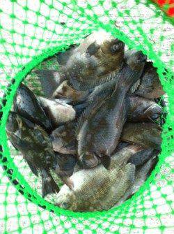 貝塚で流し釣り、グレの釣果☆