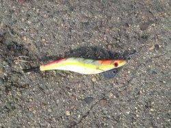 助松埠頭　オクトパッシングでタコ4ハイ！