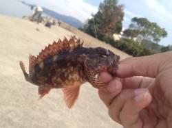 厚浜　メバリングでガシラ＆アナハゼ