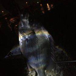 汐見埠頭　チニングでキビレがヒット！エビを意識してのボトムズル引き