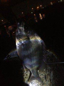 汐見埠頭　チニングでキビレがヒット！エビを意識してのボトムズル引き