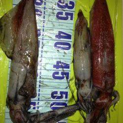 新井崎　エギングでシロイカ3バイ　エギはロケッティア2.5号使用