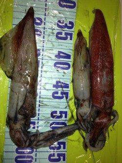 新井崎　エギングでシロイカ3バイ　エギはロケッティア2.5号使用