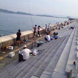 和歌山マリーナシティ　サビキで豆アジ大漁　タチウオはアタリなし