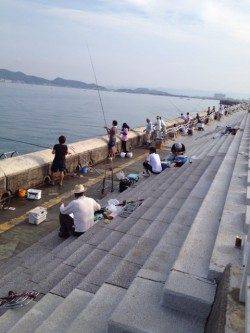 和歌山マリーナシティ　サビキで豆アジ大漁　タチウオはアタリなし