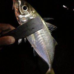 田辺・戎漁港　アジングでアジ〜24cm4匹　カラーは白や黄色がオススメ