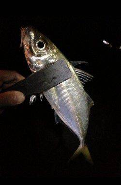 田辺・戎漁港　アジングでアジ〜24cm4匹　カラーは白や黄色がオススメ