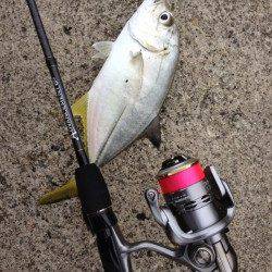 日置川河口　アジングでメッキ〜30cm8匹☆他シマイサキも