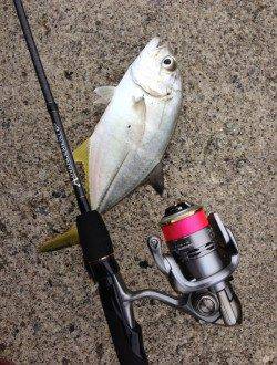 日置川河口　アジングでメッキ〜30cm8匹☆他シマイサキも