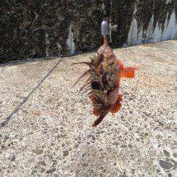 深日漁港、根がかりと戦いながらガシリング♪