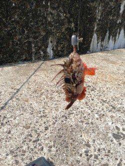 深日漁港、根がかりと戦いながらガシリング♪