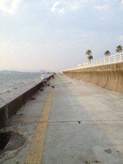 和歌山マリーナシティ　カゴ釣り＆ウキ釣りでサヨリ・アジの釣果