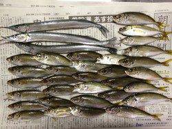 和歌山マリーナシティ　カゴ釣り＆ウキ釣りでサヨリ・アジの釣果