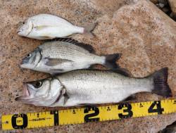 日置川河口　フカセでヒラセイゴ・チヌ・ヘダ…