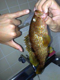 三松堤防からのちょい投げでの釣果