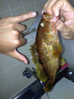 三松堤防からのちょい投げでの釣果