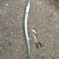 雨後を狙って…千歳でのショアジギング★