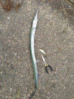 雨後を狙って…千歳でのショアジギング★