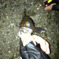 西宮浜　チニングでキビレ　メバリングでメバル10匹以上