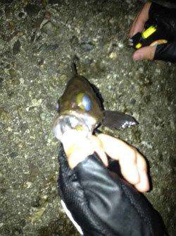 西宮浜　チニングでキビレ　メバリングでメバル10匹以上