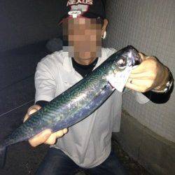 明石港　ウキ釣りで大サバ2匹！　エサはサンマの切り身