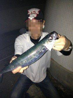 明石港　ウキ釣りで大サバ2匹！　エサはサンマの切り身