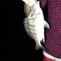 青戸の大橋　ウキ釣りでセイゴ・チヌ・ボラの釣果　