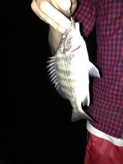 青戸の大橋　ウキ釣りでセイゴ・チヌ・ボラの釣果　