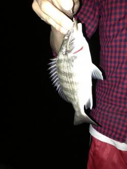 青戸の大橋　ウキ釣りでセイゴ・チヌ・ボラの…